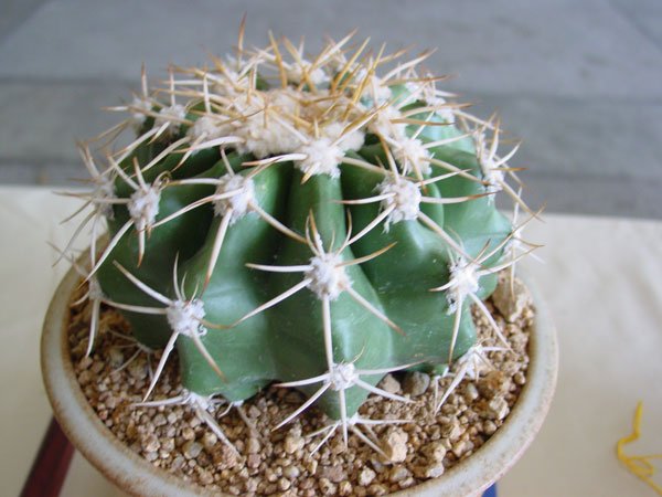 Discocactus_heptacanthus_1